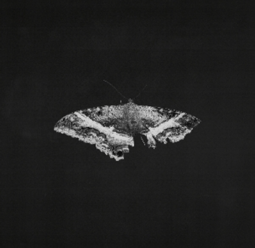 To Pimp A Butterfly (10th Anniversary) - Kendrick Lamar (Vinyl)